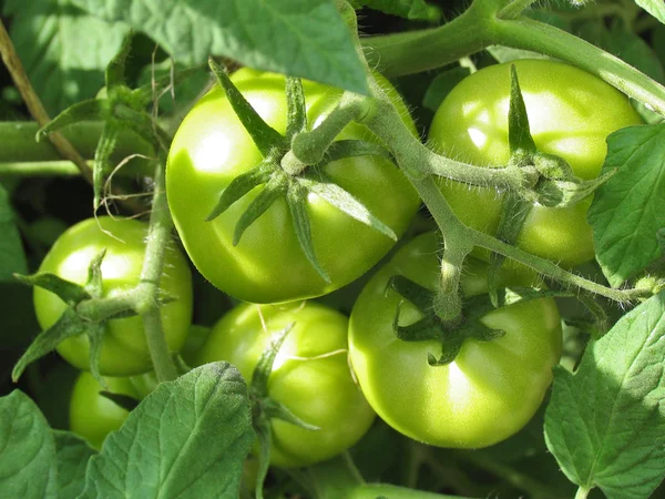 Зеленые помидоры на ветке. Выращивание помидор в саду — стоковое фото
