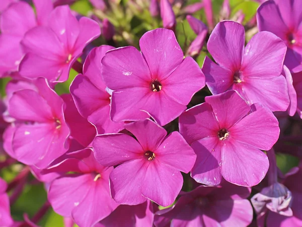 Pink Phlox. Flores do jardim — Fotografia de Stock