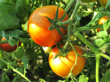 İki olgun domates dalı. Sebze yetiştirme. Tarım