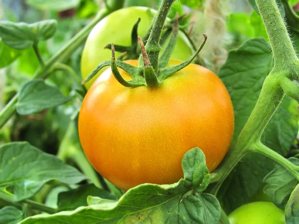 Спелый помидор на ветке. Выращиваю овощи. Сельское хозяйство — стоковое фото