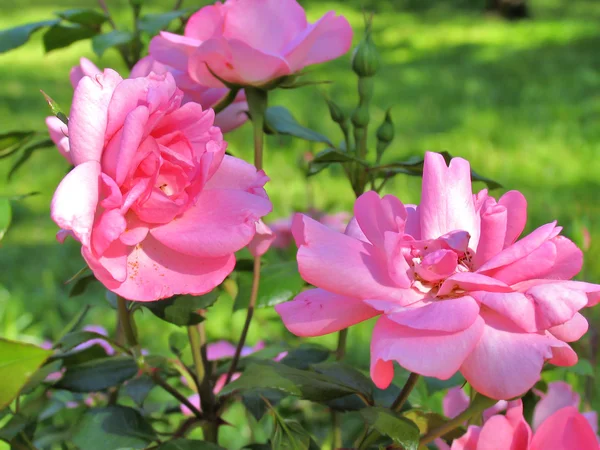 Vackra blommande rosa rosor. Rosenbuske — Stockfoto