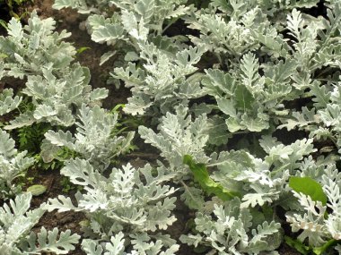 Dekoratif yaprak döken bitki cineraria