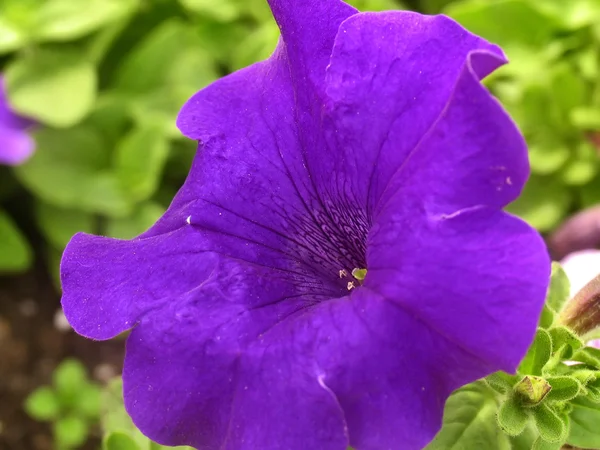 Petunia viola primo piano — Foto Stock