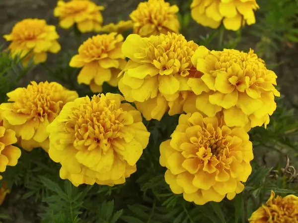 Marigolds amarelos no jardim — Fotografia de Stock