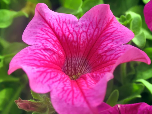 Яскраво-рожева петунія крупним планом — стокове фото