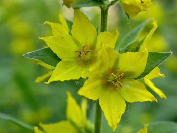 Lysimachia close-up — Fotografia de Stock