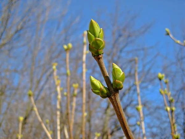 Eerste lente toppen op de achtergrond van de blauwe hemel — Stockfoto