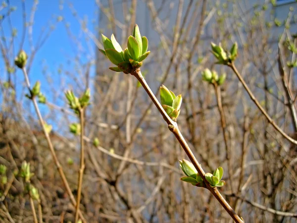 The beginning of spring — Stock Photo, Image