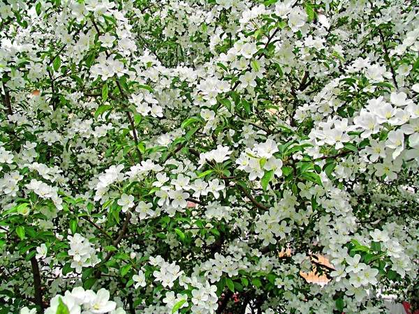 Fioritura cespuglio di ciliegie, ricoperto di delicati fiori bianchi — Foto Stock