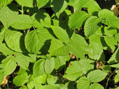 Ahududu kabartma yaprakları