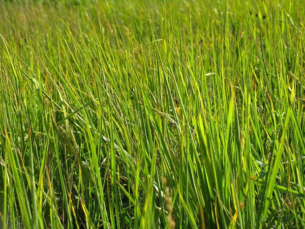Hierba verde alta. Cobertura —  Fotos de Stock