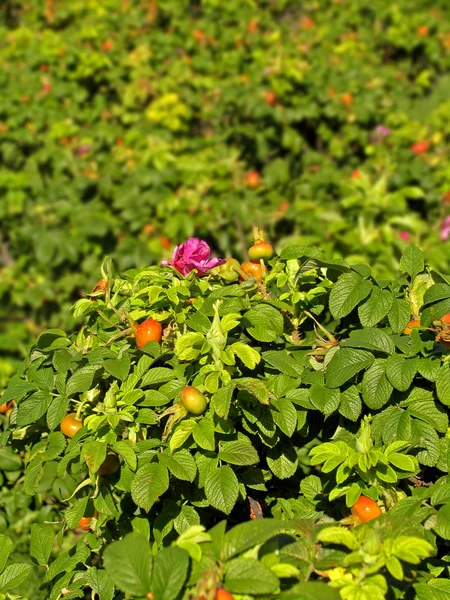 茨の開花と結実の茂み — ストック写真