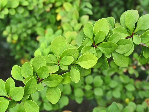 Grønne blade af berberberis Thunbergii - Stock-foto