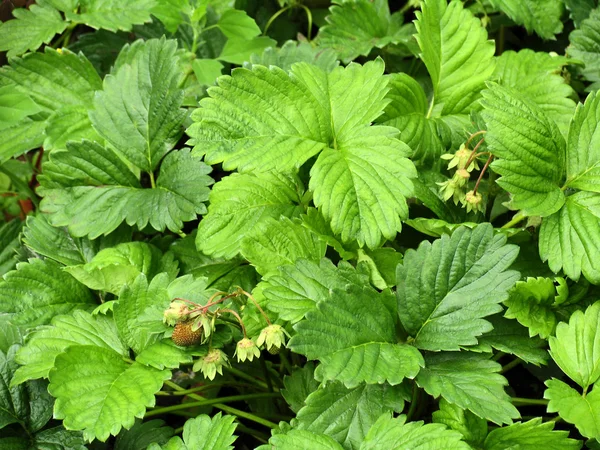 Leaves of strawberry — Stock Photo, Image