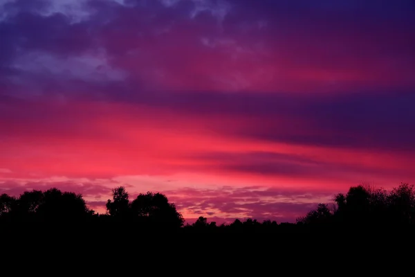 Crimson solnedgang over skov - Stock-foto