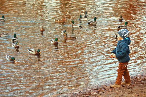 Kleiner Junge füttert Enten, die am Rand des Wassers stehen — Stockfoto