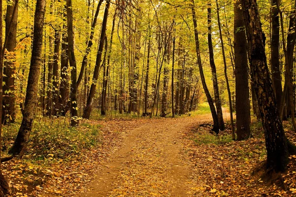 Autumn landscape. Park in the fall. Golden autumn. — Stock Photo, Image