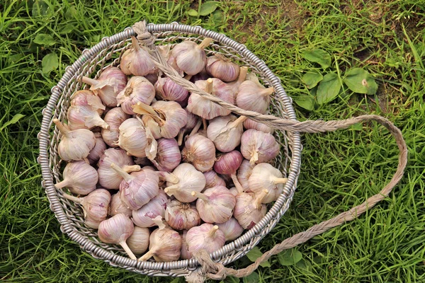 Yuvarlak tavuk kümesi hasat sarımsak ile