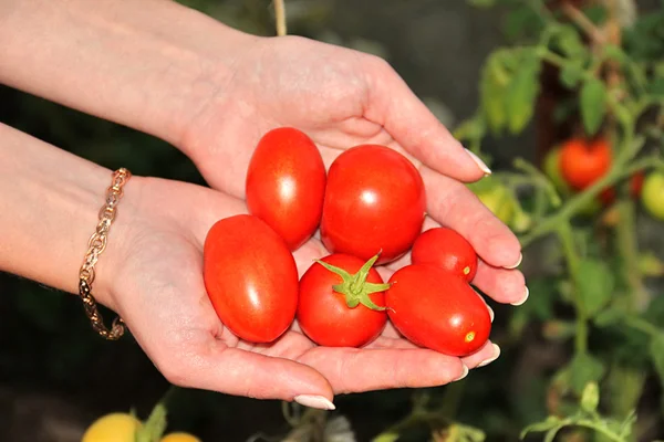 Горсть спелых помидоров в руках на фоне томатных кустов — стоковое фото