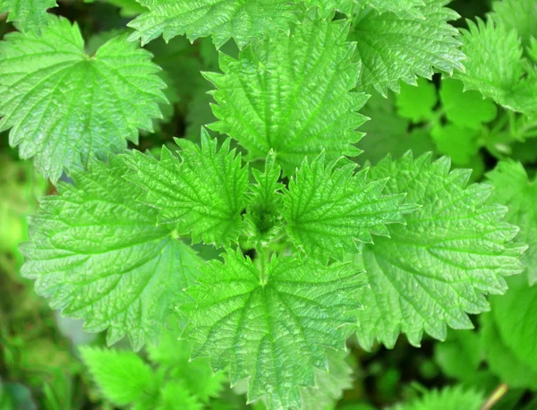 Svěží mladé zelené listy kopřivy - píchání byliny s listy pilovité okraje — Stock fotografie
