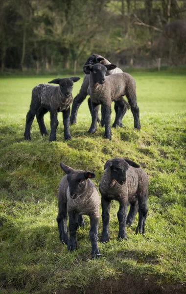Black faced lambs in a Dorset field — Stock Photo, Image