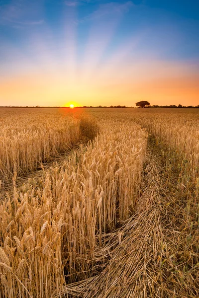 Maduración de trigo o cebada campo granja puesta del sol — Foto de Stock