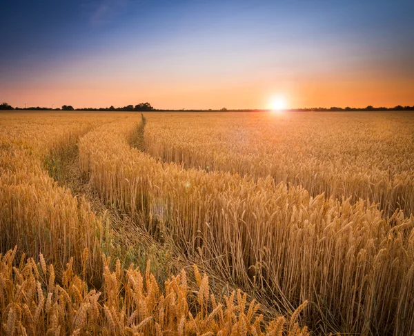 Вирощування пшениці або ячмінного поля ферми захід сонця — стокове фото