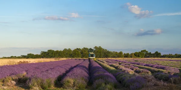 Lavendelanbau, -anbau und -ernte — Stockfoto