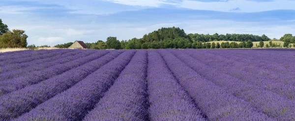 Lavendelanbau, -anbau und -ernte — Stockfoto