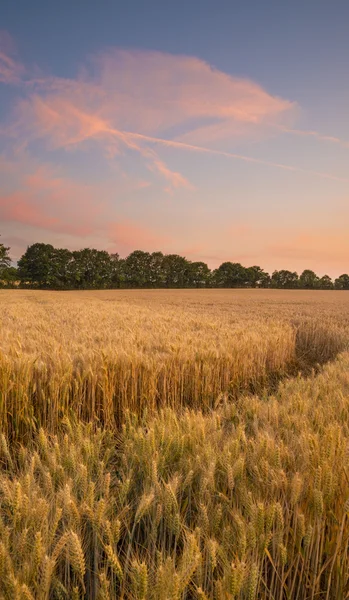 Maduración de trigo o cebada campo granja puesta del sol — Foto de Stock