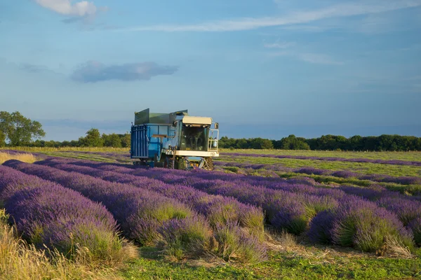 Lavender cultivation, farming and harvesting — Stock Photo, Image