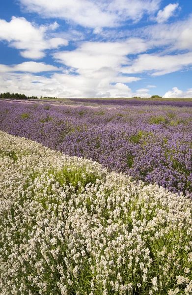 Lavender cultivation, farming and harvesting — Stock Photo, Image