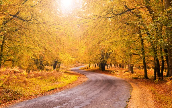 Route through orange and golden trees in the New Forest in late — Stock Photo, Image