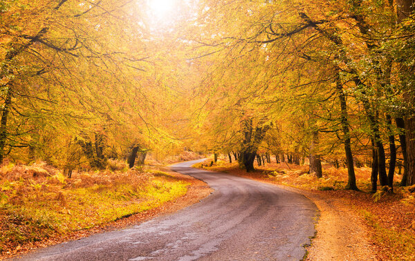 Route through orange and golden trees in the New Forest in late 