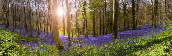 Huzurlu bluebell woods güneş ışığı yanar