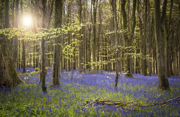 Luz solar ilumina pacíficos bosques bluebell — Fotografia de Stock