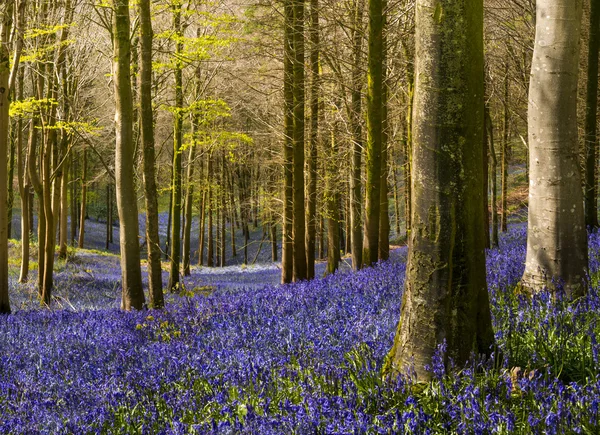 Luz solar ilumina pacíficos bosques bluebell — Fotografia de Stock