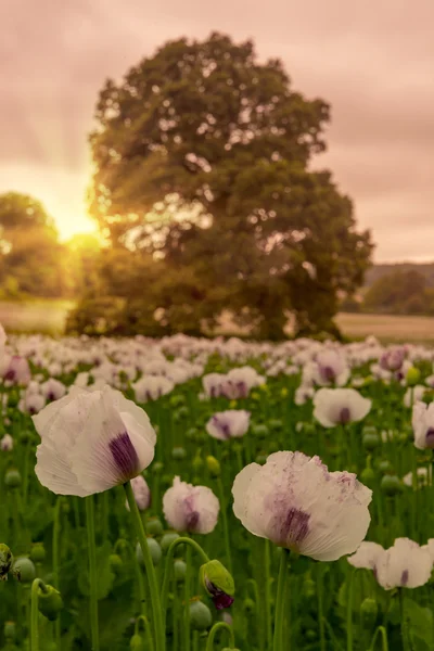 Campo di papaveri sotto cieli drammatici — Foto Stock