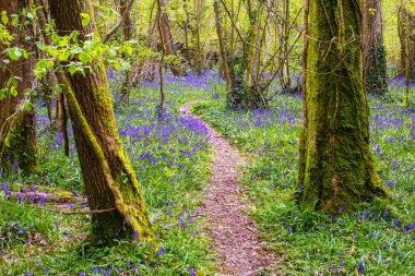 Akşamın ilerleyen saatlerinde Dorset 'teki kayın ağaçlarının arasından ışıldayan güneş çan çiçeklerinden bir halı aydınlatıyor.