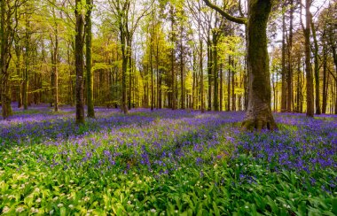 Akşamın ilerleyen saatlerinde Dorset 'teki kayın ağaçlarının arasından ışıldayan güneş çan çiçeklerinden bir halı aydınlatıyor.