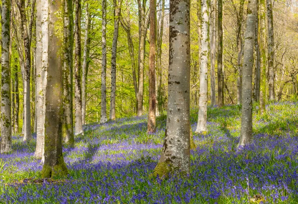 Sole Trabocca Attraverso Ciuffo Faggi Nel Dorset Illuminando Tappeto Campanule — Foto Stock