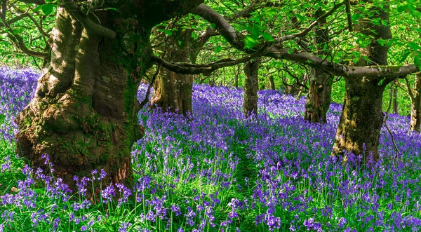 Late Avond Zon Straalt Door Een Brok Beukenbomen Dorset Verlicht — Stockfoto