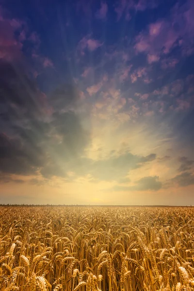 Puesta de sol sobre un campo de trigo —  Fotos de Stock