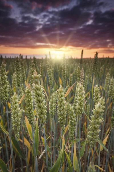 Puesta de sol sobre un campo de trigo — Foto de Stock