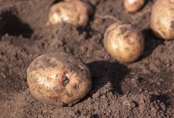 Taze patates kazdık — Stok fotoğraf