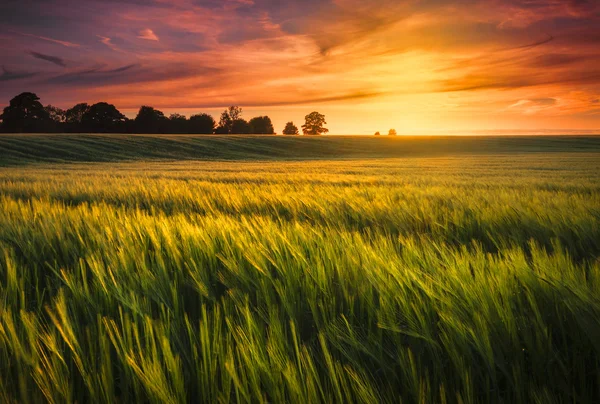 bir buğday alanı üzerinden günbatımı