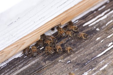 Arılar bir kovan girme