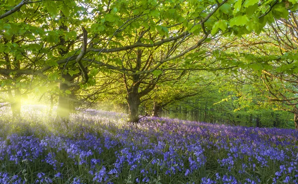 Sunburst aracılığıyla bluebells Işıklı ağaçlar — Stok fotoğraf