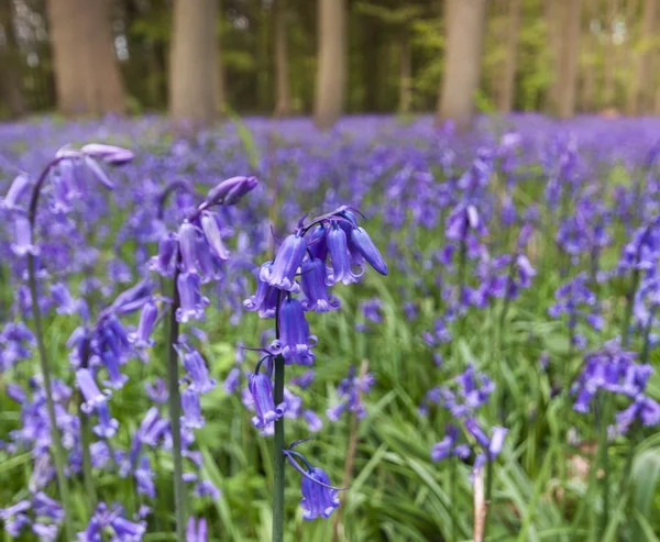 Bluebell woods