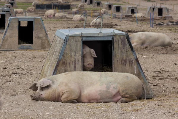 Pig farming — Stock Photo, Image